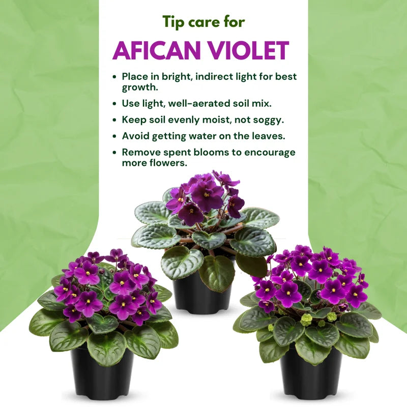 African Violet Live Plant, African Violet Houseplant in 4" Pot, Blooming Indoor Plant for Home or Office with Vibrant Flowers