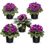 African Violet Live Plant, African Violet Houseplant in 4" Pot, Blooming Indoor Plant for Home or Office with Vibrant Flowers