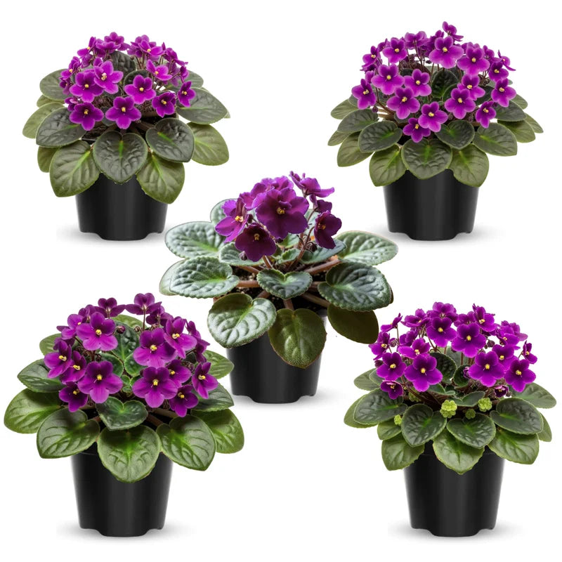 African Violet Live Plant, African Violet Houseplant in 4" Pot, Blooming Indoor Plant for Home or Office with Vibrant Flowers