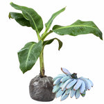 Ice Cream Banana Tree Live Plant 4-8" Cold Hardy Tropical Fruit Seedling