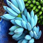 Ice Cream Banana Tree Live Plant 4-8" Cold Hardy Tropical Fruit Seedling