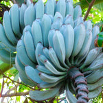 Blue Banana Tree Live Plant - Ice Cream Banana Seedling 4-8 Inch Tropical Fruit