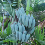 Ice Cream Banana Tree Live Plant 4-8" Cold Hardy Tropical Fruit Seedling