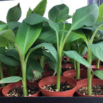 Banana Tree Live Plant - Cold Hardy Banana Plant Live - Tropical Seedling, 4-8 Inch Tall - Choose Varieties