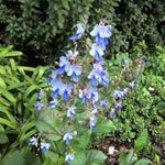 Blue Butterfly Clerodendrum Plant 4-8 Inch Live Plant Flowering Shrub