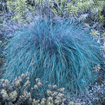 Blue Fescue Grass Live Plants - 2 Pots, 4 Plants - Ornamental Outdoor Grass