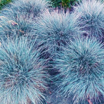 Blue Fescue Grass Live Plants - 2 Pots, 4 Plants - Ornamental Outdoor Grass