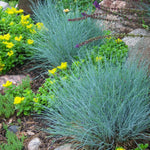 Blue Fescue Grass Plant - Set of 2 Ornamental Grasses 5-7 Inch Tall