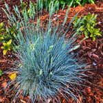Blue Fescue Grass Plant Live - 5-9 Inch Ornamental Grass Seedlings Ready to Grow