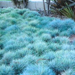 Blue Fescue Grass Plant Live - 5-9 Inch Ornamental Grass Seedlings Ready to Grow
