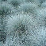 Blue Fescue Grass Plants - 2 Live Plants in 4" Pots - Ornamental Garden Grass