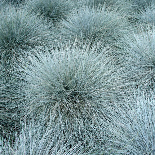 Blue Fescue Grass Plants - 2 Live Plants in 4" Pots - Ornamental Garden Grass