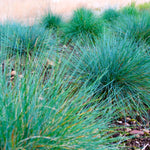 Blue Fescue Grass Plants - 2 Live Plants in 4" Pots - Ornamental Garden Grass