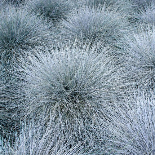 Blue Fescue Grass Plants - 6 Live Ornamental Grass Plants in 3 Pots