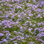 Blue Phlox Plant - 2.5 Inch Pot - Flowering Perennial