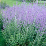 Blue Russian Sage Salvia Plants Combo - Live Plants Zone 4-9 Outdoor Planting