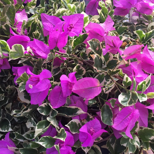 Bougainvillea Plant, Purple Flower Plant, Rooted Starter, 5 Inch Tall