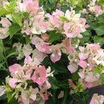 Bougainvillea Live Plant - White Pink Flowering Vine - 4-6 Inch Garden Plant
