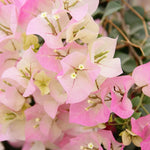 Bougainvillea Tree Plant Live - Pink White Flower Starter Plant - 4-7 Inch