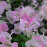 Bougainvillea Tree Plant Live - Pink White Flower Starter Plant - 4-7 Inch