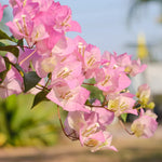 Bougainvillea Tree Plant Live - Pink White Flower Starter Plant - 4-7 Inch