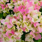 Bougainvillea Tree Plant Live - Pink White Flower Starter Plant - 4-7 Inch