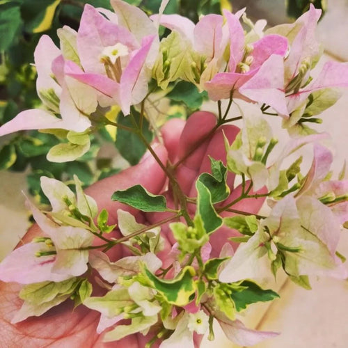 Bougainvillea Tree Plant Live - Pink White Flower Starter Plant - 4-7 Inch