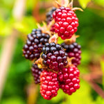 4 Pack Boysenberry Plants - Live Fruit Bushes Ready for Planting - 5 Inch