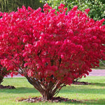 Burning Bush Shrub Dwarf Live Plant 6-10 Inches - Fall Color