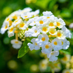 Lantana White Live Plants 5-9" Tall- Outdoor Perennial Flowers