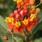 2 Butterfly Milkweed Live Plants - Asclepias Tuberosa - Outdoor Planting - 4-9 Inch Height