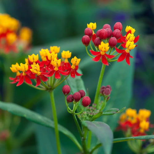 2 Butterfly Milkweed Live Plants - Asclepias Tuberosa - Outdoor Planting - 4-9 Inch Height
