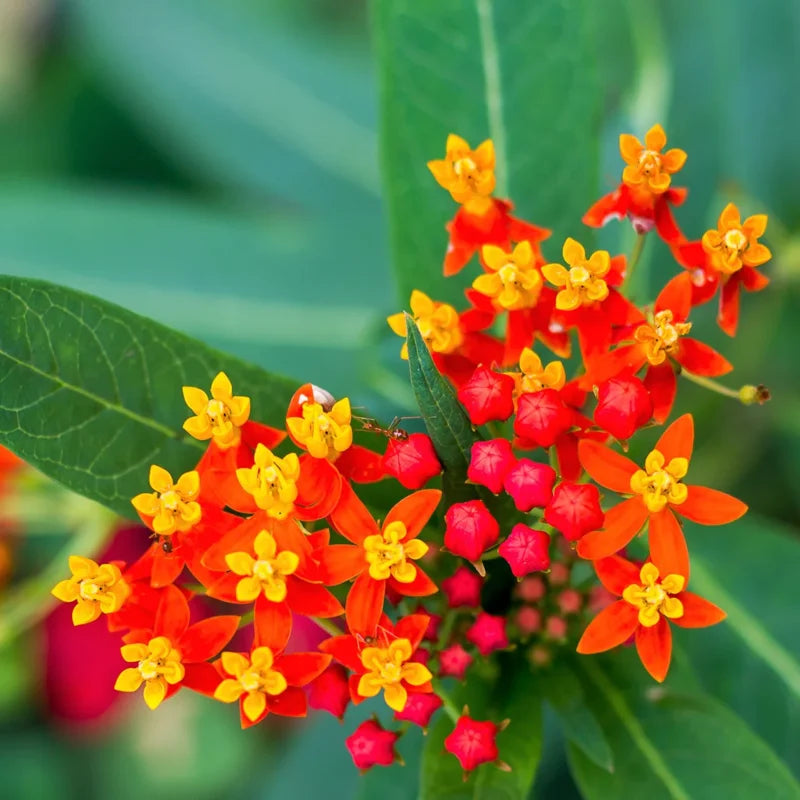 2 Butterfly Milkweed Live Plants - Asclepias Tuberosa - Outdoor Planting - 4-9 Inch Height