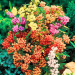 Pack 2 Butterfly Milkweed Plants Live - Asclepias Tuberosa - 4-9" Perennials for Butterfly Garden, No Pot