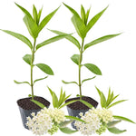 Pack 2 Butterfly Milkweed Plants Live - Asclepias Tuberosa - 4-9" Perennials for Butterfly Garden, No Pot