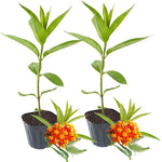 Pack 2 Butterfly Milkweed Plants Live - Asclepias Tuberosa - 4-9" Perennials for Butterfly Garden, No Pot