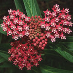 Pack 2 Butterfly Milkweed Plants Live - Asclepias Tuberosa - 4-9" Perennials for Butterfly Garden, No Pot
