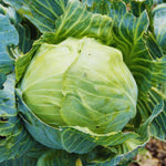 Cabbage Plants - Pack 6 Vegetable Plant Growing Garden - 3-5 Inches Tall