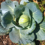 3 Cabbage Plants Live for Gardening - Vegetable Plant Starters - Easy to Grow