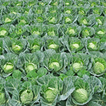 3 Cabbage Plants Live for Gardening - Vegetable Plant Starters - Easy to Grow