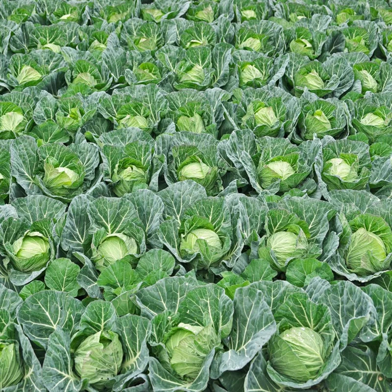 3 Cabbage Plants Live for Gardening - Vegetable Plant Starters - Easy to Grow