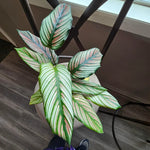 Calathea Ornata Pin Stripe Prayer Plant - 2.5 Inch Potted Live Houseplant