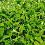 Camellia Sinensis Tea Plant - 2 Live Tea Tree Plants - 4-7 Inches - Indoor Gardening