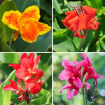 Canna Lily Mix Bulbs - 3 Multi Color Flower Plants, Fall Planting Bareroot