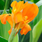 Canna Lily Mix Bulbs - 3 Multi Color Flower Plants, Fall Planting Bareroot