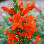 Orange Red Cape Honeysuckle Live Plant 4-8 Inch Tall Vine Bush