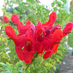Cape Honeysuckle Plants Live Set - Red Orange Honeysuckle Vines 4-8 Inch - Bush for Planting