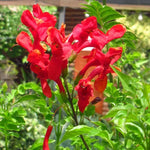 Cape Honeysuckle Plants Live Set - Red Orange Honeysuckle Vines 4-8 Inch - Bush for Planting