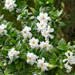 Cape Jasmine Plant Live Set - Indoor Gardenia Blooming Jasmine Plants
