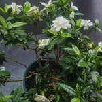 Cape Jasmine Plants - 2 Live Gardenia Plants - 4-6 Inch - Blooming Indoor Outdoor Jasmine